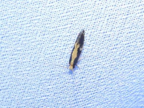 Monopis obviella